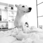 Felipe Peña contemporary art: A small dog stands on a messy bed, surrounded by torn stuffing, looking to the side. The background features shelves with books and decor in a bright, modern room, and the image is in black and white. , exclusive contemporary art for New York collectors