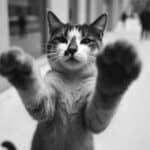 Gato en blanco y negro con rostro impresionante y expresión curiosa, fotografiado por Felipe Peña.